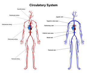 Circulatory human system body medical diagram anatomy