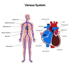 Venous veins human system full body medical diagram