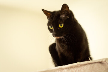 A cute black cat looking intently