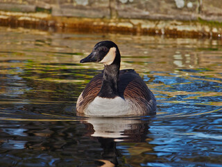Close-up frontal view of a canadian goose (branta canadensis) on the pond in the Rheinaue park in Bonn, Germany on a sunny day in December