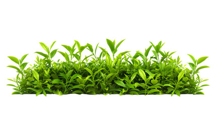 Obraz premium Picturesque tea plantation with rows of green bushes, isolated on white background 