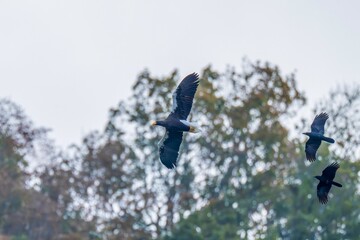カラスに追われながらも悠然と飛ぶオオワシの飛翔シーン
