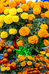 Plants of cempansuchil. Cempasuchil flower festival on the famous Paseo de la Reforma in Mexico City.