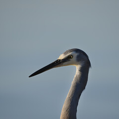 Profile, closeup of a Grey Heron bird against a clear background