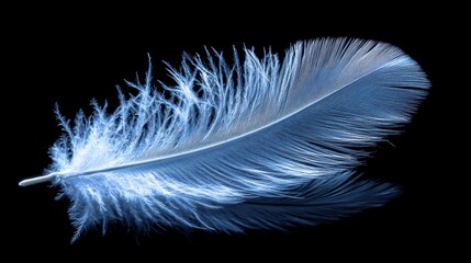 Single light blue feather isolated on black background.