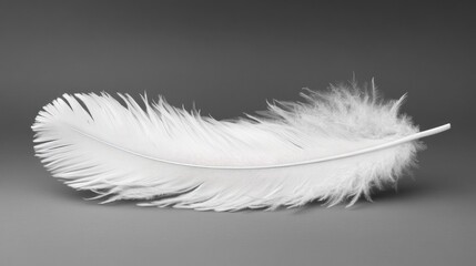 Obraz premium Single white feather on grey background.