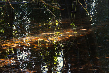 Sun on pond