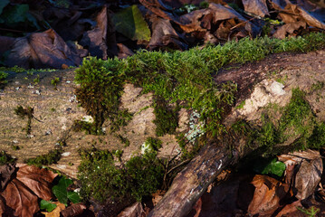 moss on tree