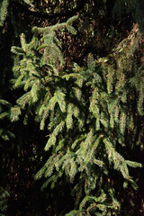 Sitka Spruce (Picea sitchensis)