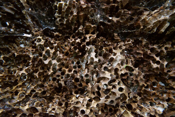 insect damaged wood