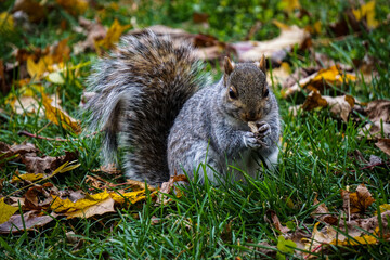 squirrel eating nut