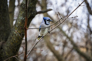 blue jay on a branch