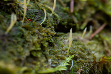 Closeup of a small and slender Multiclavula mucida growing on a decaying, moist tree trunk of a dead Aspen in an old-growth forest in Estonia, Northern Europe