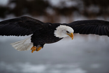 Bald Eagle in Flight in Winter