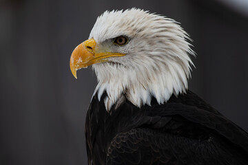 Bald Eagle Portrait Close Up