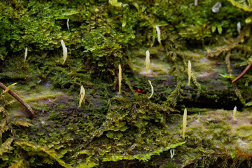 Closeup of a small and slender Multiclavula mucida growing on a decaying, moist tree trunk of a dead Aspen in an old-growth forest in Estonia, Northern Europe