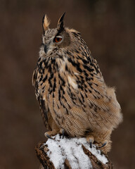 Eurasian Eagle-Owl on a snowy perch