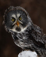 Great Grey Owl Sitting on a Perch