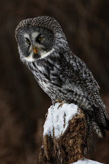 Great Grey Owl on a Perch