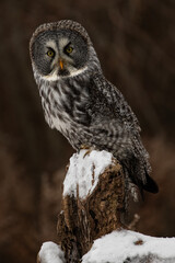 Great Grey Owl on a Perch