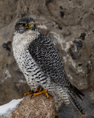 Gryfalcon Perched on a Rock