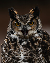 Great Horned Owl