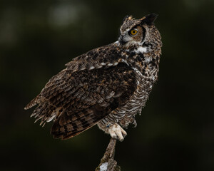 Great Horned Owl