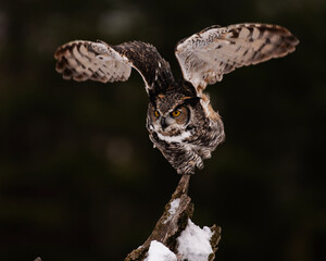 Great Horned Owl