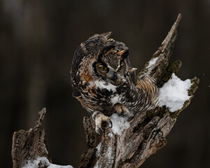Great Horned Owl Feathers Blowing in Wind