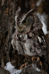 Eastern Screech Owl Perhed on Tree
