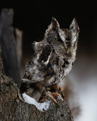Eastern Screech Owl Perhed on Tree
