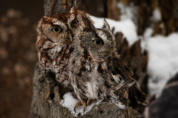 Eastern Screech Owls Perhed on Tree