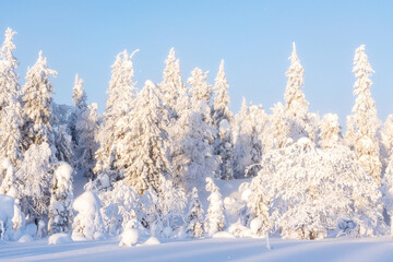 Snowy and frosty forest on a calm and cold evening in february on a Valtavaara near Kuusamo, Northern Finland