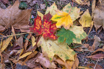 Landscape of South Park in city of Sofia, Bulgaria