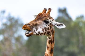 Rothschild giraffe in profile