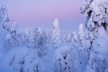 Trees covered with snow-crown load during a wintry twilight on Valtavaara fell near Kuusamo, Northern Finland