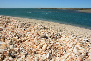 Conchillas y mar en Punta Perdices, Argentina	