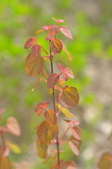 Plant in the garden in spring