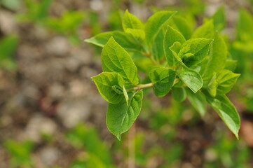 Plant in the garden in spring
