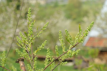 Plant in the garden in spring
