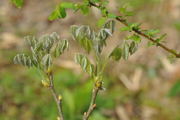 Plant in the garden in spring