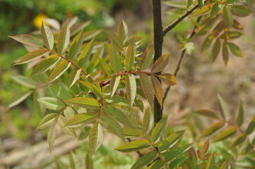 Plant in the garden in spring
