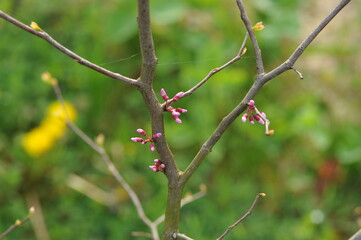 Plant in the garden in spring