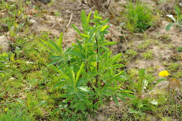 Plant in the garden in spring
