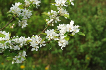 Plant in the garden in spring