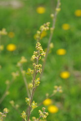 Plant in the garden in spring