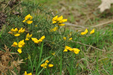 Obraz premium Plant in the garden in spring