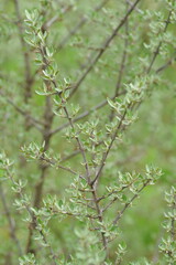 Plant in the garden in spring