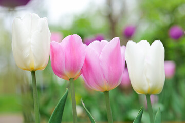  Pink and White Tulips in Bloom. Floral wallpaper. purple and pink tulips in a spring garden. tulips in a bouquet planting in a spring garden. Beautiful floral background.landscape design. 