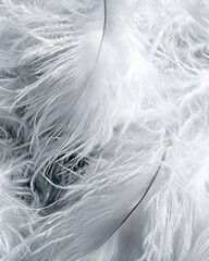 Obraz premium A close-up of delicate white feathers, showcasing texture and softness.